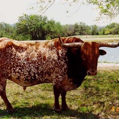 Texas Breakcore (Full)