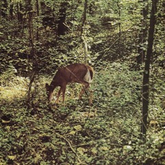 ＰＥＮＲＯＳＥ ＰＲＯＣＥＳＳ （ＰＡＲＴ ＩＩ） [FREE DOWNLOAD]