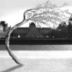 Paesaggi Con Alberi Al Vento