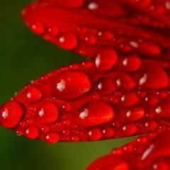 ROQYA SAAD EL GHAMIDI