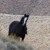 Artwork for Wildlife Ecologist Craig Downer on Saving America's Wild Horses