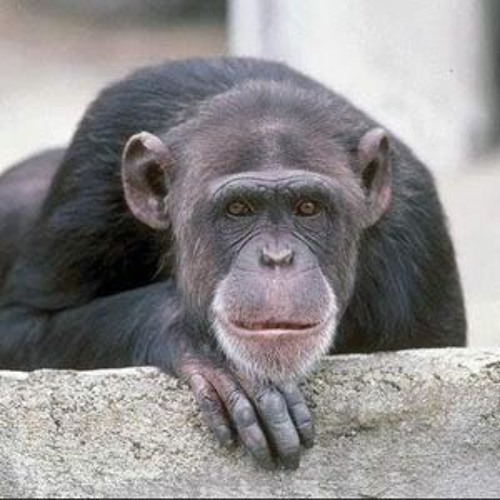 Unduh 450 Koleksi Gambar Ekspresi Monyet Terbaik 