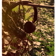 Inside a creaking tree