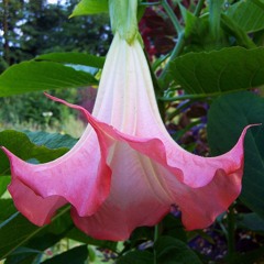 Makla - Engelstrompete