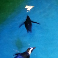 Aggremalgated (Foundered, Part II)