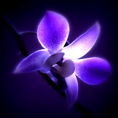 Wildwood Flower - Cover by John Lehaney & Juleah
