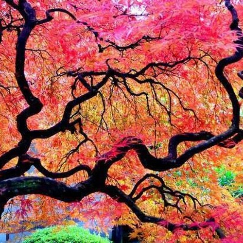 Tree of Life 2014-"Autmen leaves" 138bpm