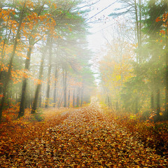 Forest Song 森
