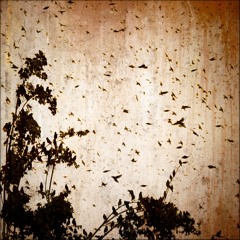 Eric Rigo. Flight Of The Birds