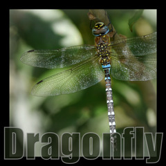 Dragonfly (Album Version)