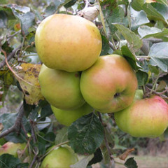Becky - Lashley - Worcestershire - Orchards