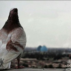 حاتم العراقي و شذى حسون هذا العراقي