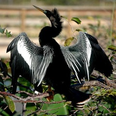 In Harmony with Nature Track 7