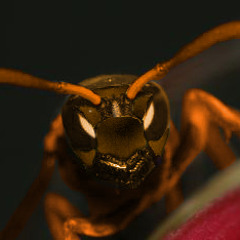Tracker Jacker