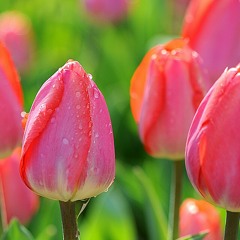 تكبيرات العيد الشيخ احمد نعينع