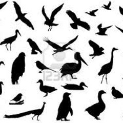 Dmann Montana - Birds