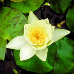 Mixtape #4: Primaveral