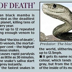 Black Mamba 8-bit
