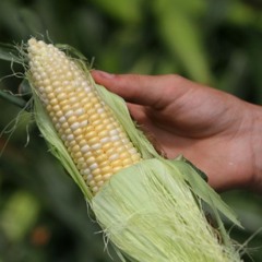 Tips For Bigger Corn