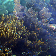 Toadfish Belize, Silencing of the reefs