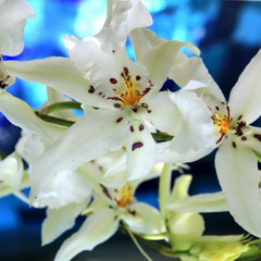 Bell Biv DeVoe - Poison (Warmix)