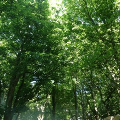 Craig James | Dancing In The Woods