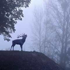 The House Elk