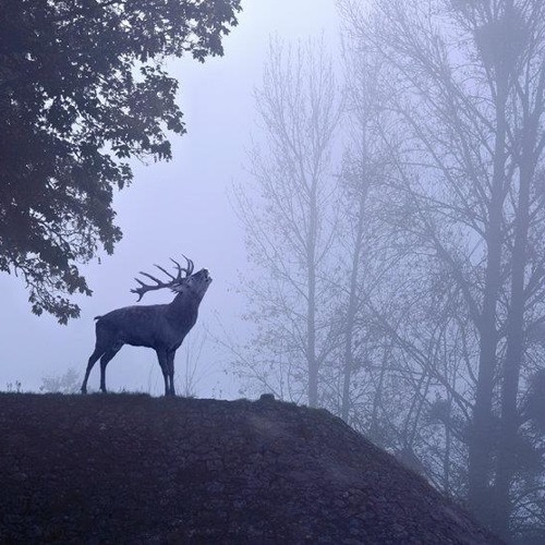 The House Elk