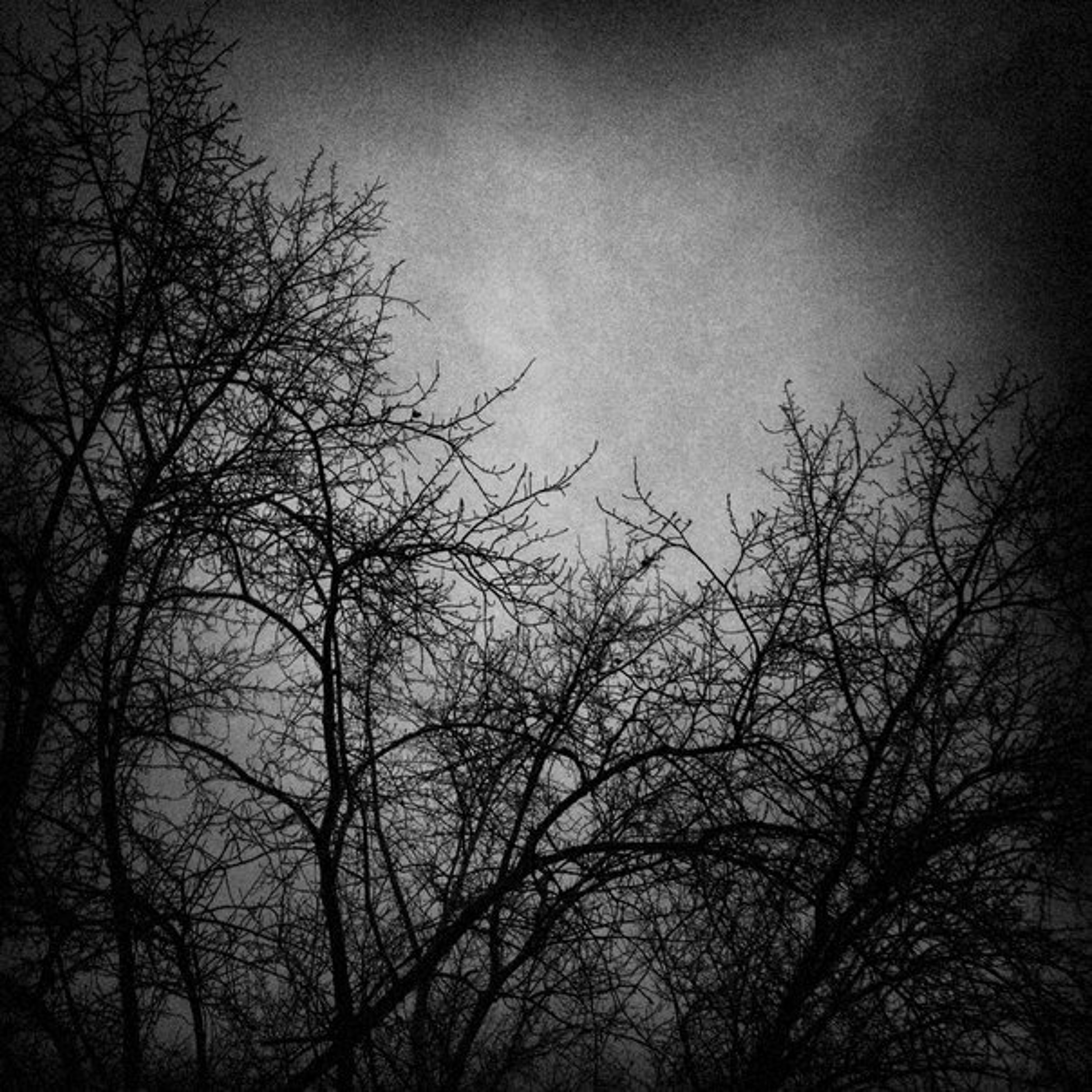 Trees in the sky episode artwork
