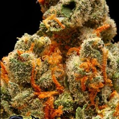 1 Strain (feat Vasilios, Jon Doe & Vinny)