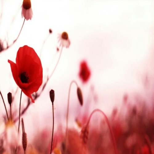 سورة ق بصوت القارئ ناصر القطامي "قراءة جميييلة"