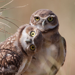 Ganga Giri - Rebellion