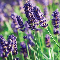 Đinh Hương Hoa (Lilac)