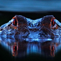 Al Acecho - ZeynMc Ft. RománBockase