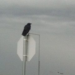 Ravens Circle (new key, more suitable for full band, maybe?)