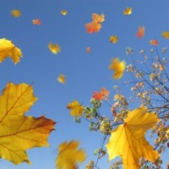 Scattering Autumn Leaves