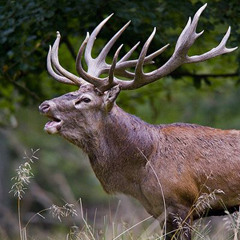 October Podcast by BlackSheep 2013-10-11