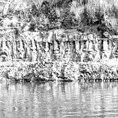 Cocosii Negri (Phoenix) - bocet