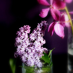 Lilac & Orchid