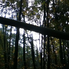 Forest Sounds