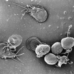 Encystation (Free Download)