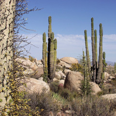 Desert Amphibian