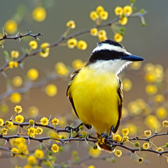 "El Sentir de María Lionza" I-II The Messanger -The River(Flute & String Quartet)