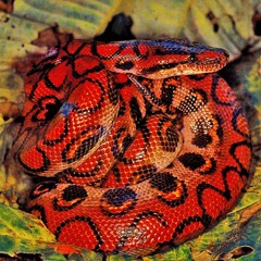 Huesos De Serpiente "Chao Tiempo" Bicho Pablo y Mila Nuñez