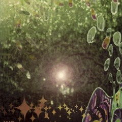 Spangle Call Lilli Line - Seagull Race