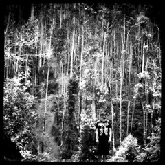 the other side of the forest