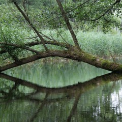 Moja Piosnka (fragment) - aranżacja orkiestrowa