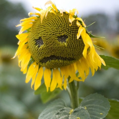 Verst Demo - Live & Learn