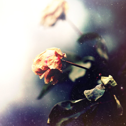 NEWIK - MY LOVE (ADAM NOISE REMIX) FREE DOWNLOADS !!!