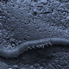 WATTwurm Set 14.10.2013